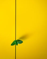 Close-up of leaf on yellow background