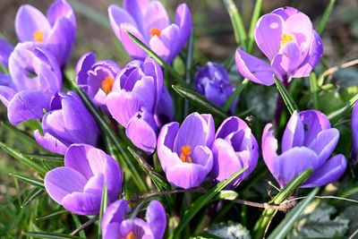 Close-up of purple crocus flowers