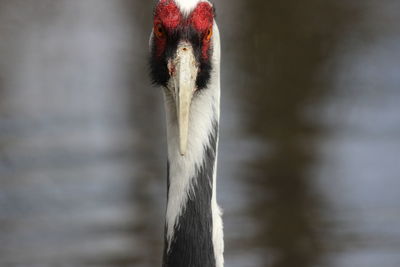 Close-up of bird