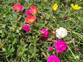 High angle view of pink flowering plants