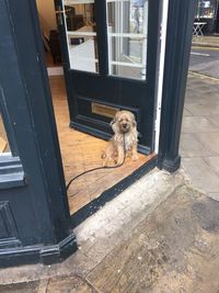 High angle view of dog looking through window