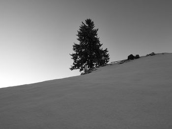 Tree on sand dune against clear sky