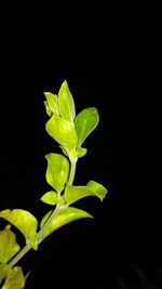 Close-up of wet leaf against black background