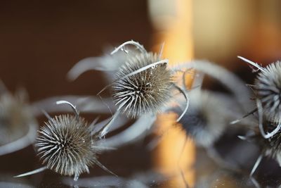 Close-up of dandelion on table