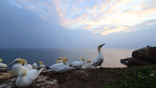 Flock of birds on beach