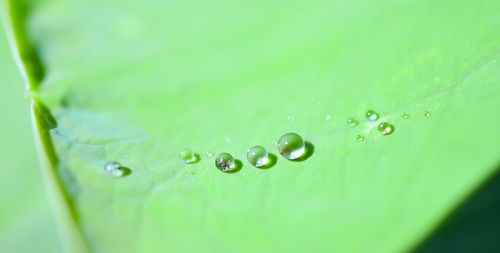 Close-up of water drops on leaf