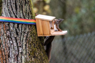 Close-up of squirrel on tree trunk