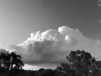 Low angle view of trees against sky