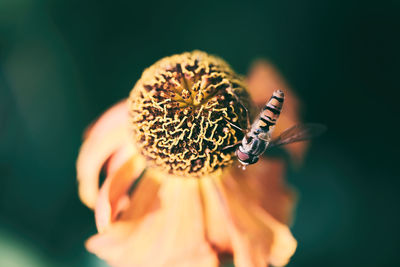 Close-up of insect on flower