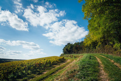 Scenic view of dirty road on country. road amidst vineyards and forest