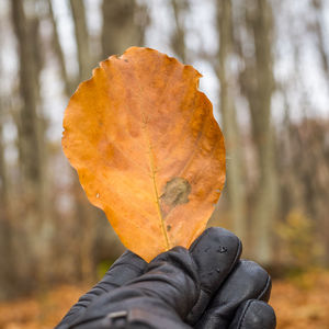 Low section of person with autumn leaf in forest