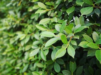 High angle view of insect on leaves