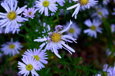 Close-up of purple flowers blooming outdoors