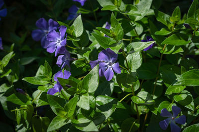 Close-up of purple flowering plants