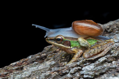 Close-up of lizard on rock