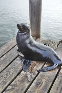 High angle view of seal on wooden pier