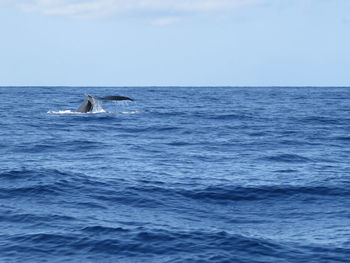 Humpback whale swimming in sea against sky