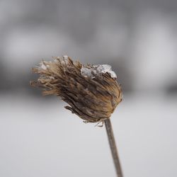 Close-up of wilted plant