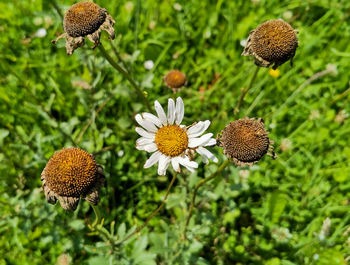 Close-up of sunflowers on flowering plant