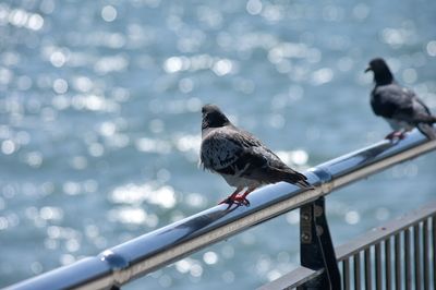 bird
