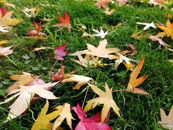 Autumn leaves on grassy field