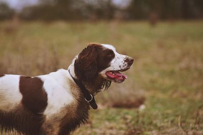 Close-up of dog