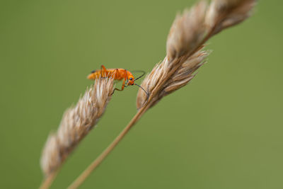 Close-up of insect on plant