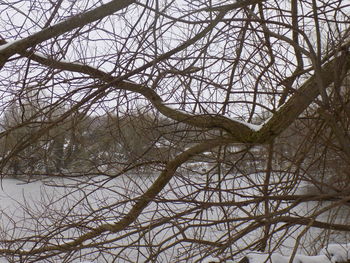 Low angle view of bare trees in winter