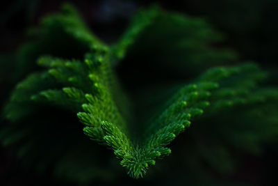 Close-up of green leaves