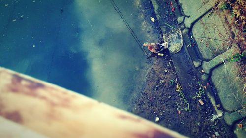 Close-up of turtle in water