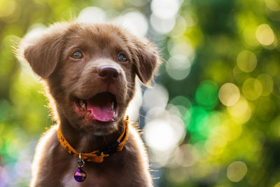 Close-up of puppy sticking out tongue while looking away