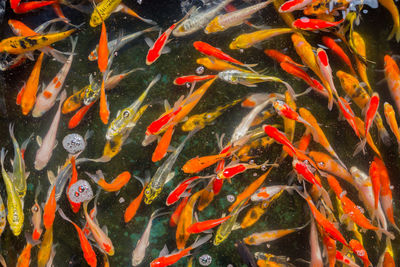 High angle view of koi carps swimming in pond