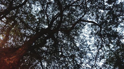 Low angle view of tree against sky