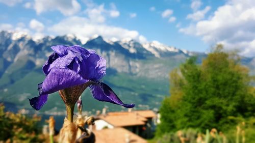 Close-up of purple flowers blooming against sky