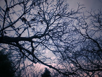Low angle view of bare tree against sky