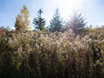 Flowering plants on field against sky