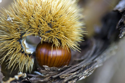 Close-up of fruit