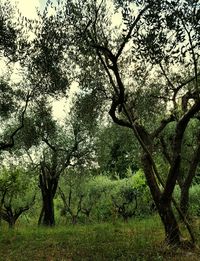 Trees growing on field