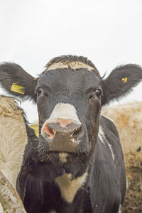 Close-up portrait of cow