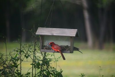 Bird perching on a wooden bird feeder 