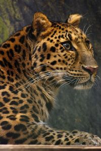 Close-up of tiger