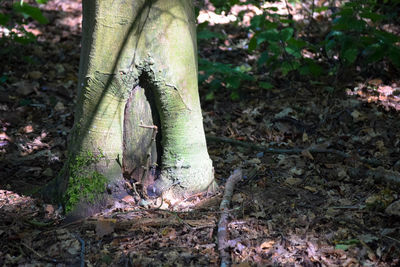 Low section of person with lizard in forest