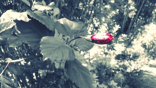 Close-up of red leaves on tree