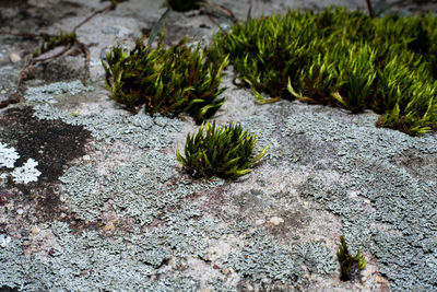 High angle view of moss growing on rocks