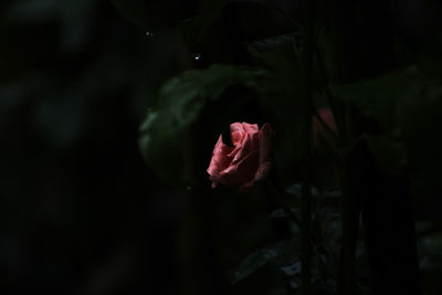 Close-up of pink rose flower