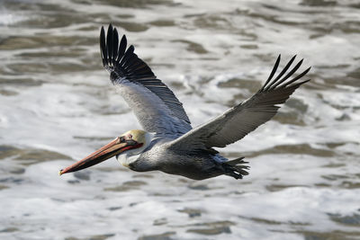 Bird flying over sea