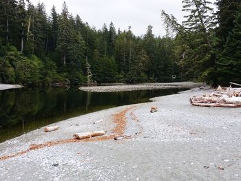 Scenic view of forest against sky