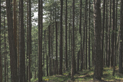 Pine trees in forest