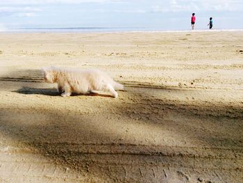 Dog walking on beach