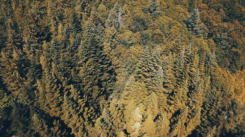 High angle view of sunlight falling on land